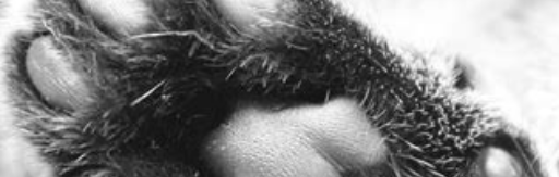 Liebevolle Katzenbetreuung